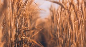 Wheat fields in the sunshine.